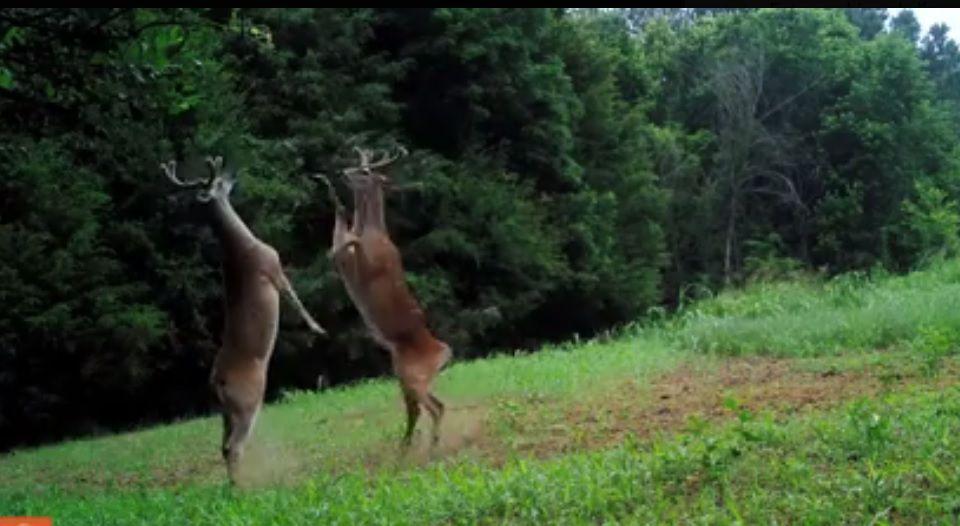 Ciervos se pelean al mejor estilo de Rocky Balboa
