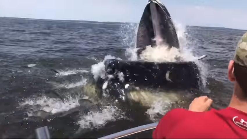 El susto de sus vidas- Una ballena emerge peligrosamente cerca de un barco