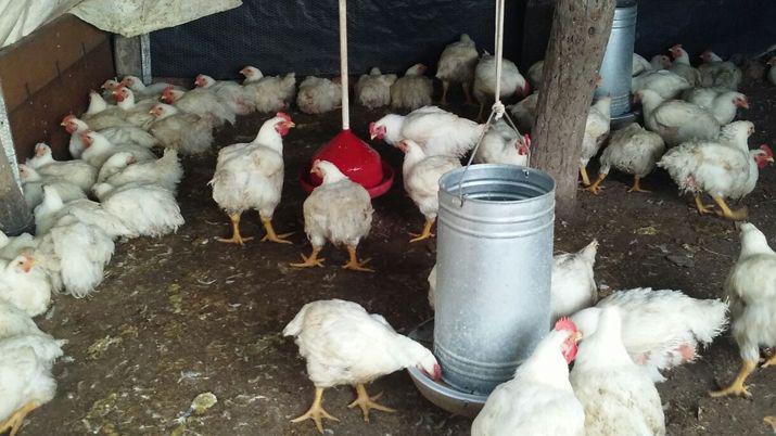 Resaltan el emprendimiento de una productora aviacutecola beneficiaria de un creacutedito