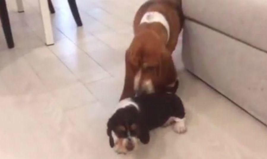 Video- Cachorro que intenta subirse a un sofaacute asombraacute en Instagram