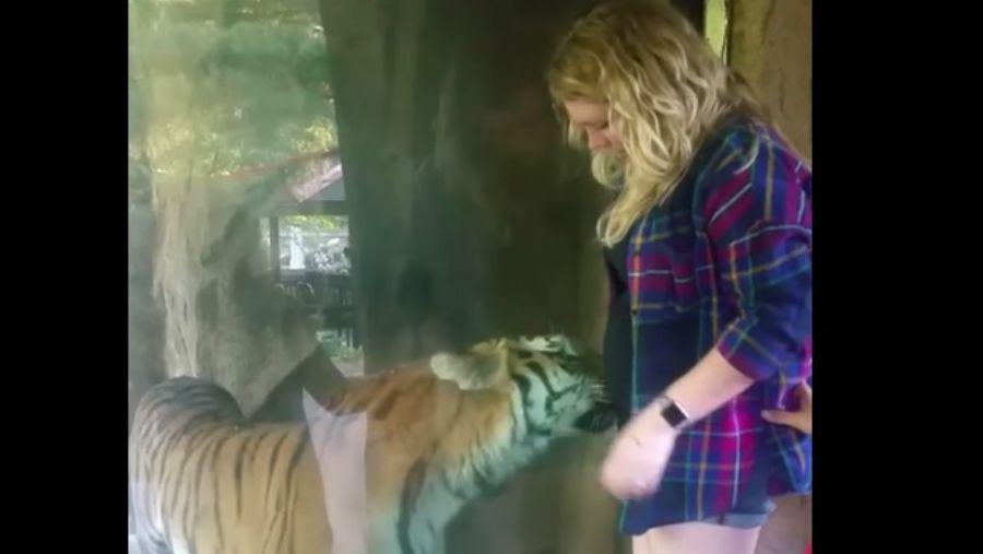 El tierno momento entre un tigre y una embarazada