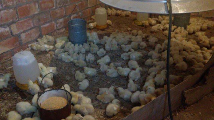 Teacutecnicos apoyan un exitoso emprendimiento productivo de un agricultor familiar