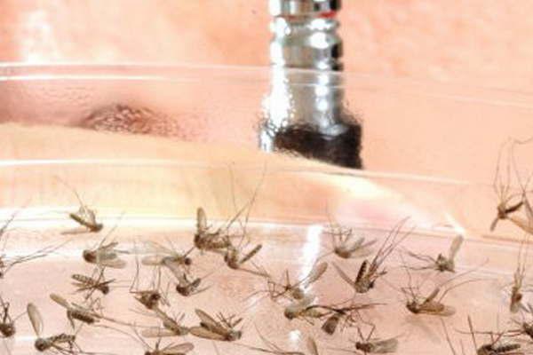 Preocupacioacuten por  la proliferacioacuten  de mosquitos e insectos en la ciudad