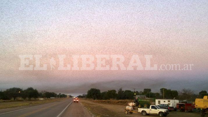 Langostas atacan la zona agropecuaria de Quimilí