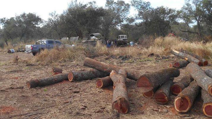 Ley de Bosques- secuestran maquinarias en el departamento Copo
