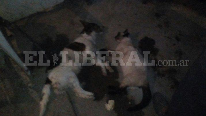 Preocupación por el envenenamiento de mascotas en Sumampa