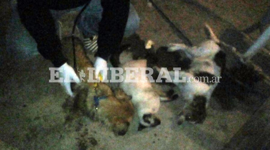 Suman 16 los animales envenenados en Sumampa
