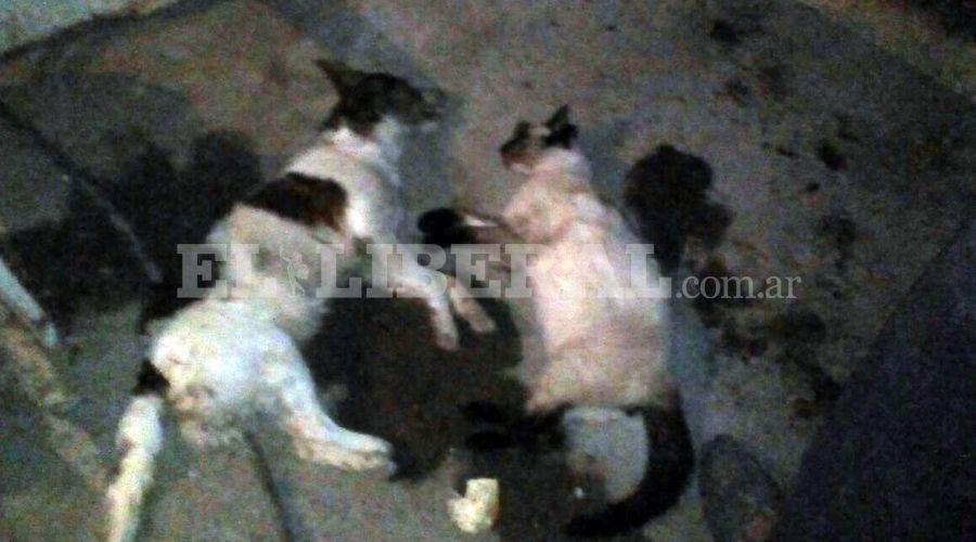 Suman 16 los animales envenenados en Sumampa