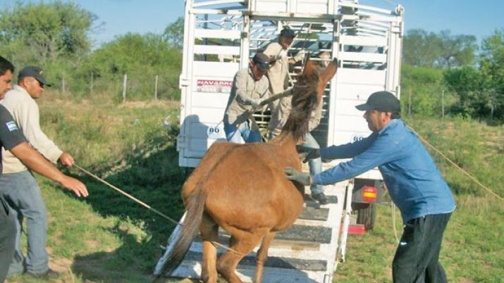 Secuestran ms de 500 animales sueltos en rutas