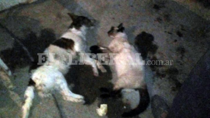 Denuncian que en otra ciudad tambieacuten murieron perros envenenados