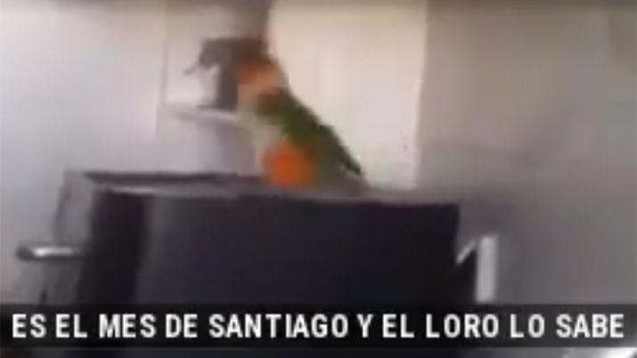 VIDEO Julio es el mes de Santiago y eacuteste lorito lo sabe