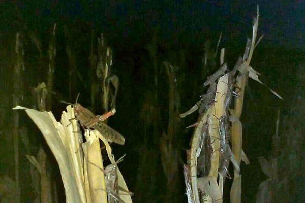 Hoy fumigariacutean una manga de langostas en campos de maiacutez