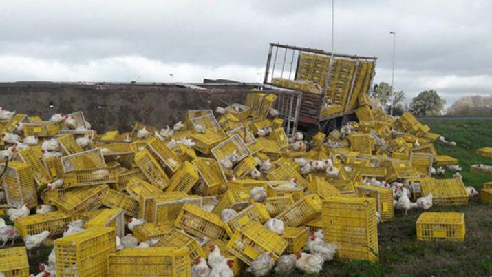 Las gallinas huyeron