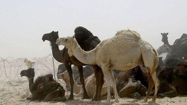 Qatar- aparecen centenares de camellos muertos