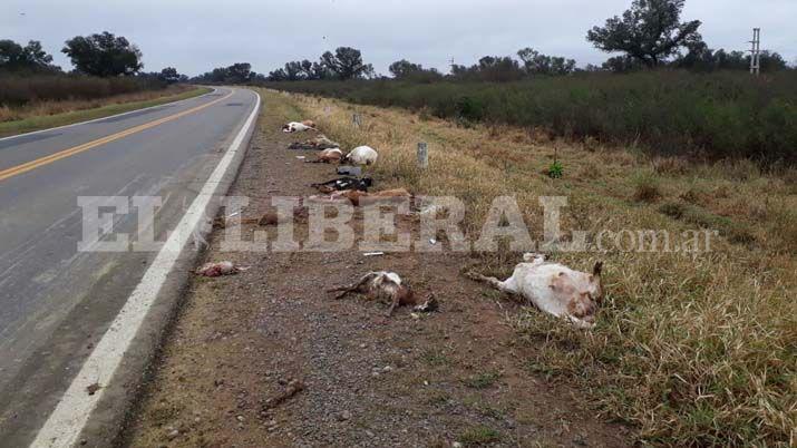 Los animales circulaban sueltos en la ruta