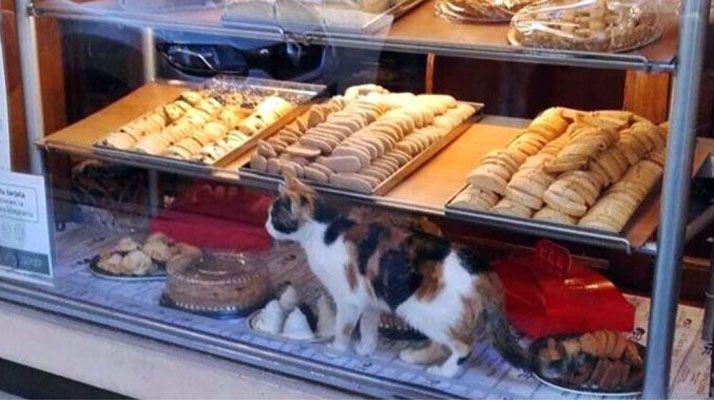 Clausuran panadería por un gato que se paseó en medio de facturas 
