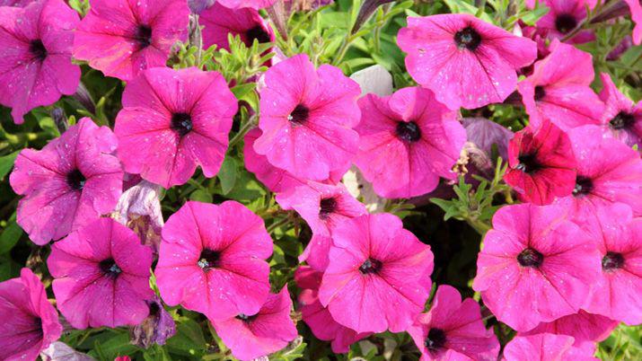 Seis tips para cuidar nuestras plantas en invierno