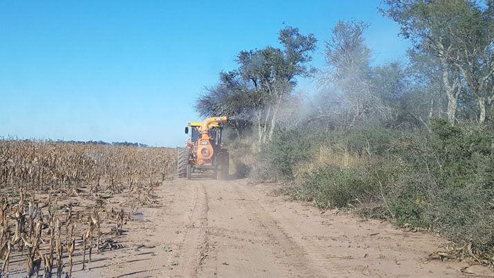 Detectan tres focos de langostas en Santiago del Estero