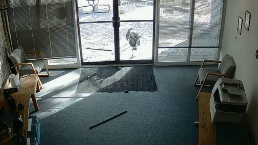 Insoacutelito- Una cabra descargoacute su ira contra unas puertas de cristal