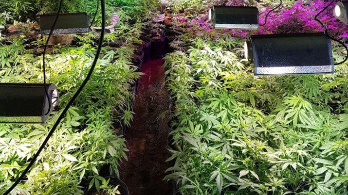 Desmantelan dos invernaderos de marihuana