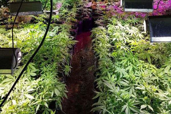 Descubren un invernadero de uacuteltima generacioacuten donde cultivaban marihuana