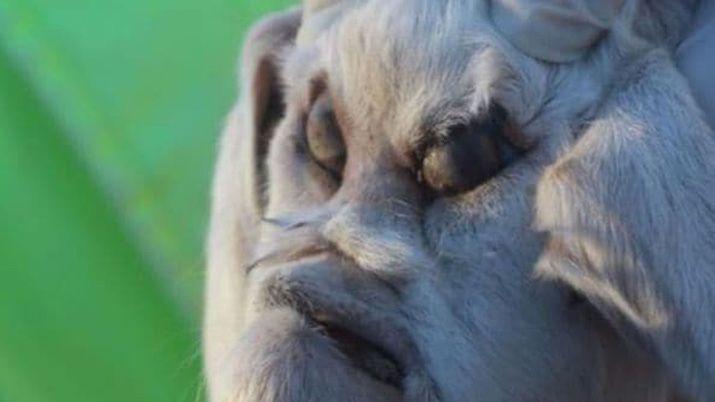 El animal nació sin vida