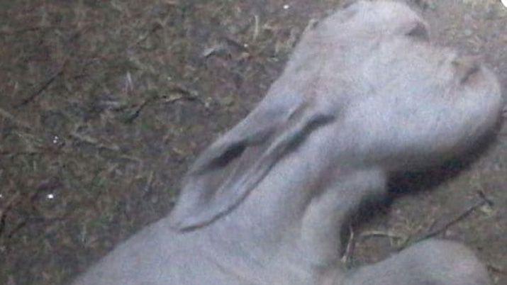 Conmocioacuten en San Luis por el nacimiento de un cabrito con rasgos humanos
