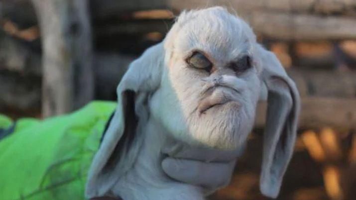 Conmocioacuten en San Luis por el nacimiento de un cabrito con rasgos humanos