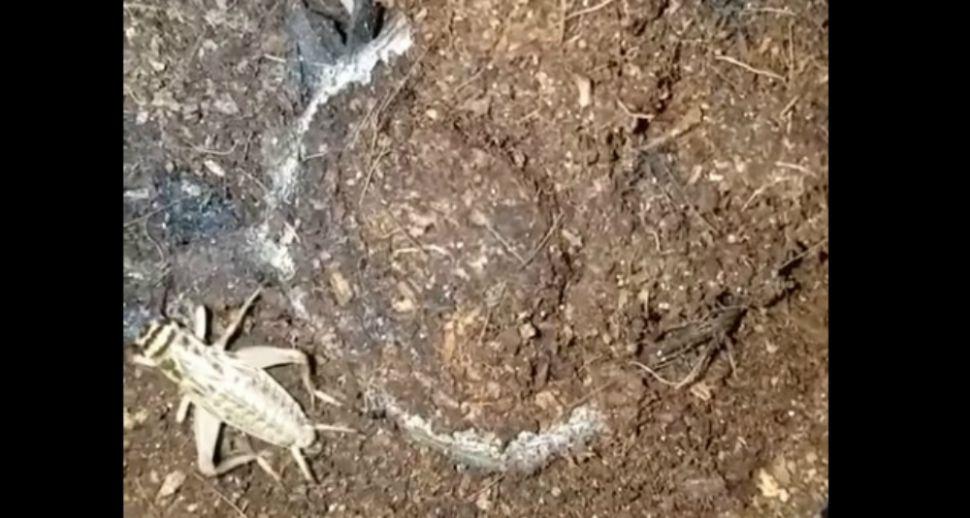 El increiacuteble ataque mortal de una arantildea escondida bajo la tierra