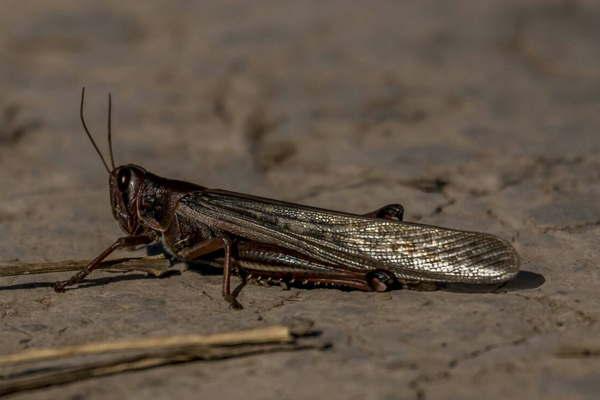 Langostas arrasan con un campo en Quimilí