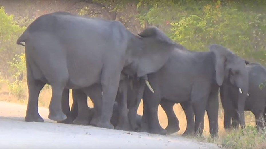 El triste momento en que una manada de elefante intenta revivir a una criacutea