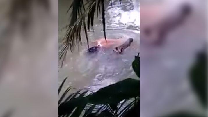 Un cocodrilo devolvioacute un cadaacutever tras el hechizo de un brujo