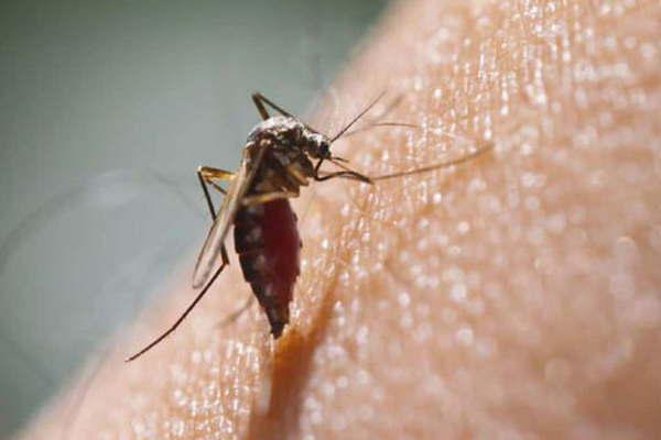 Descubrieron que un antibioacutetico en desuso resultoacute eficaz para tratar efectos del virus del zika