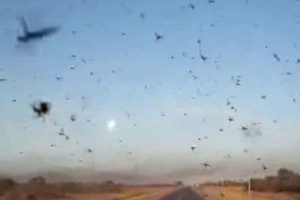 La situacioacuten de la plaga de langostas en Santiago seraacute abordada en Palermo 2017