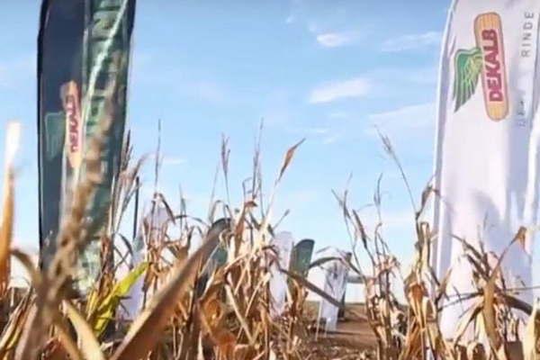 La cosecha maicera llegoacute a  480 mil hectaacutereas en Santiago