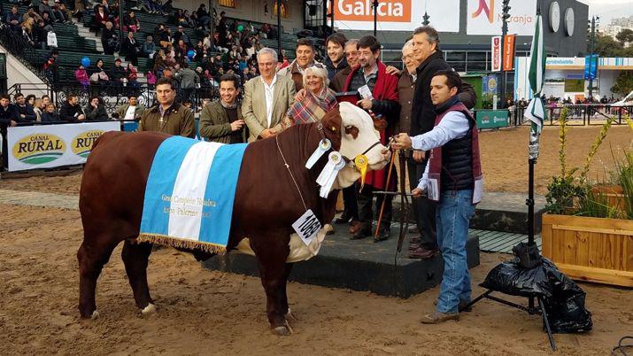 Una vaca santiaguentildea fue elegida campeona de la raza Bradford