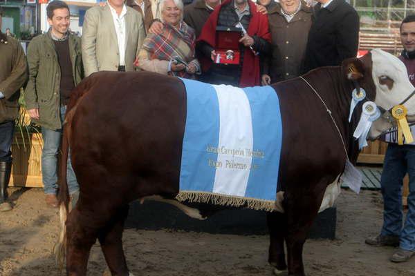 Matilda una vaca santiaguentildea elegida campeona de Palermo