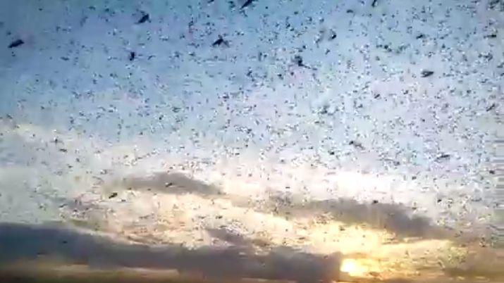 VIDEO  Asiacute invaden las langostas en el liacutemite de Santiago del Estero