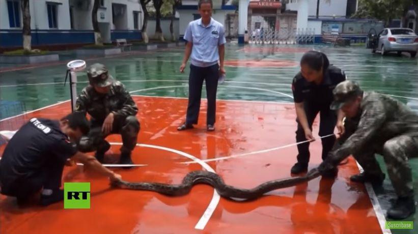 Insoacutelito- Una pitoacuten entroacute a una casa de China