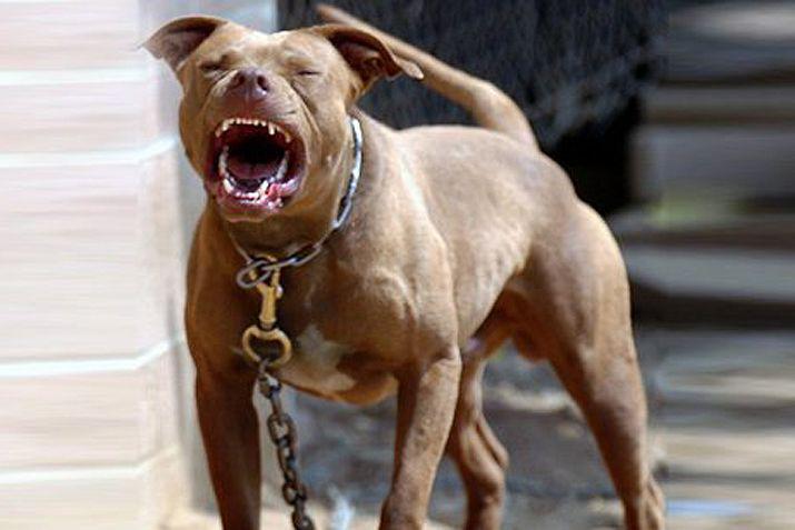 Las dos mujeres fueron sorprendidas y atacadas por el Pitbull