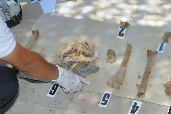 Investigan el hallazgo de gran cantidad de huesos en el monte