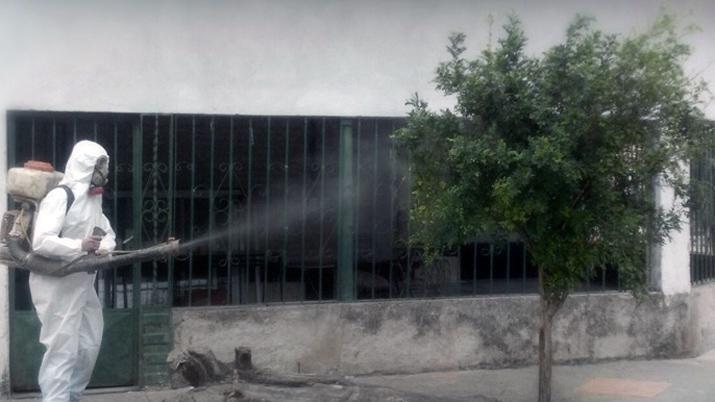 Erradicaron planta de mirto por enfermedad que mata los cítricos