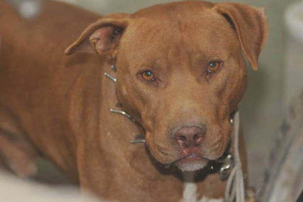 Las Termas- nene fue mordido en el cuello por un perro