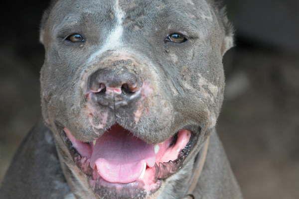 Pelea de perros desatoacute denuncias cruzadas entre los duentildeos