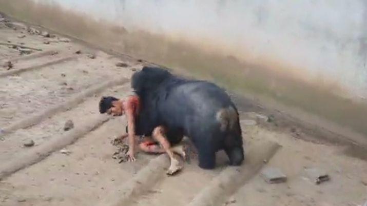VIDEO  Quiso burlarse de un oso y miraacute lo que le pasoacute