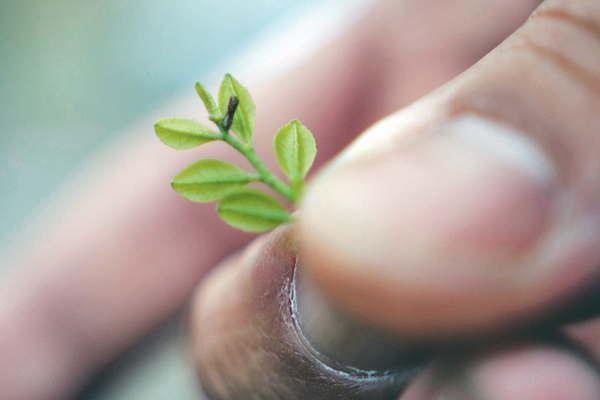 Una de las economiacuteas regionales del NOA en peligro por aparicioacuten de mortal bacteria en ciacutetricos