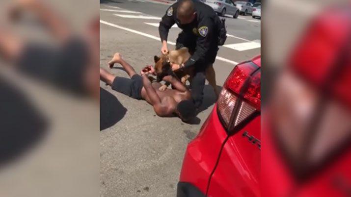 VIDEO  Un perro policiacutea casi le arranca el brazo a un detenido