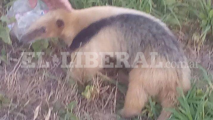 Añatuya- sorpresa entre los vecinos por la aparición de un oso melero