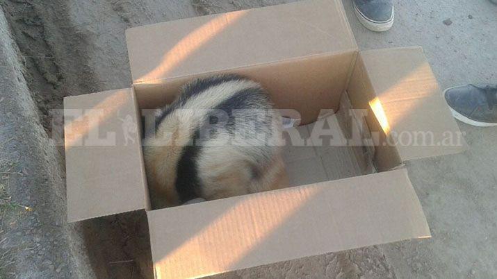 Añatuya- sorpresa entre los vecinos por la aparición de un oso melero