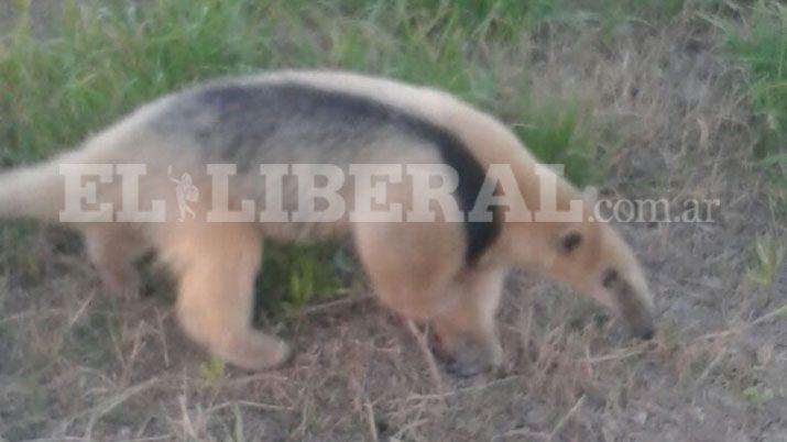 Añatuya- sorpresa entre los vecinos por la aparición de un oso melero